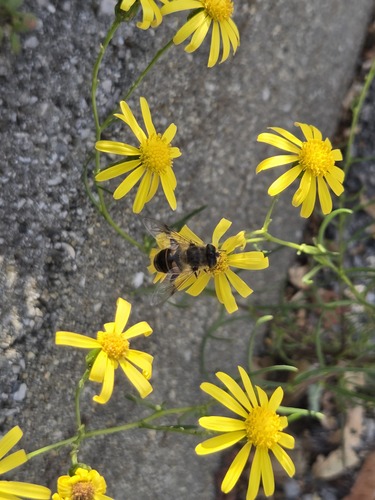 Common Drone Fly