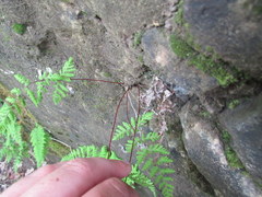 Cystopteris bulbifera