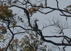 Berenicornis comatus
