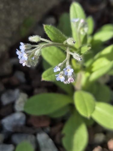 field forget-me-not