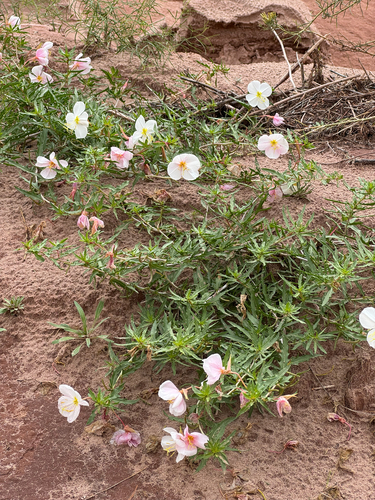 Oenothera albicaulis, 2026-10-18