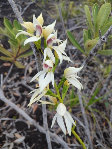 Megastylis gigas observed 2026-10-15