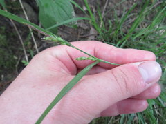 Carex davisii