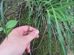 Carex davisii
