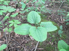 Smilax ecirrhata