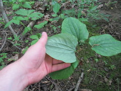 Smilax ecirrhata