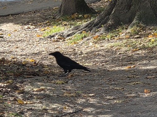 Carrion Crow