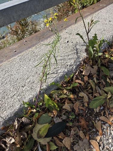 Narrow-leaved Ragwort