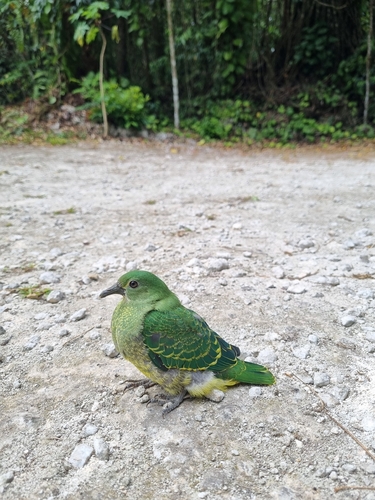 Ptilinopus porphyraceus observed 2026-10-12