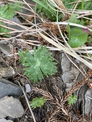 Geranium hayatanum