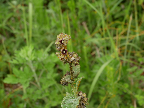 Image of Vincetoxicum atratum by (c) Jacy Chen, some rights reserved (CC BY)