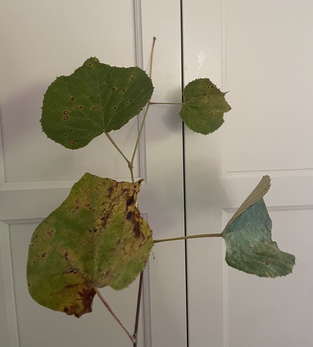 Vitis labrusca observed 2026-10-19