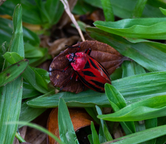 Sphenoclypeana parana