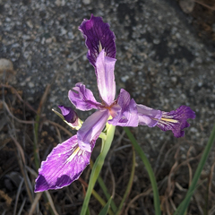 Iris hartwegii australis
