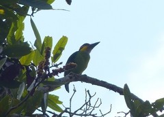 Psilopogon chrysopogon