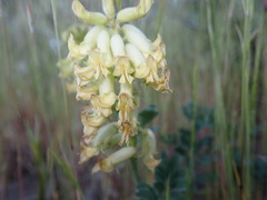 Astragalus gibbsii