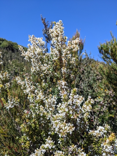 Leucopogon obovatus, 2026-10-18