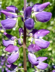 Lupinus rivularis