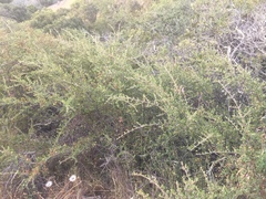 Ceanothus cuneatus cuneatus