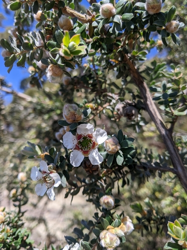 Leptospermum lanigerum observed 2026-10-18