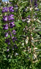 Lupinus rivularis