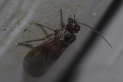 Peripsocus
