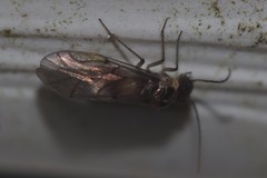 Peripsocus