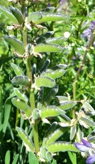 Lupinus rivularis