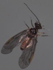 Peripsocus
