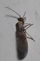 Peripsocus