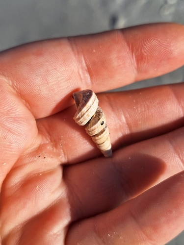 Vermicularia observed 2026-10-19