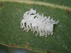 Eucalyptolyma maideni