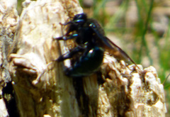 Xylocopa californica californica