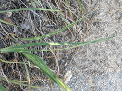Iris hartwegii australis