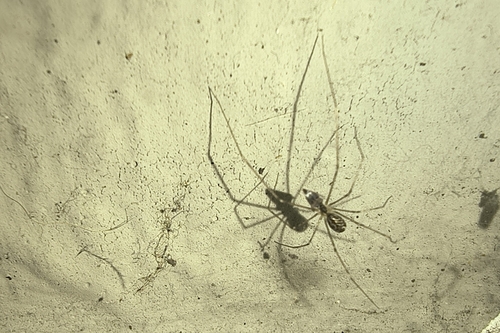 Marbled Cellar Spider