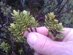 Pimelea gnidia