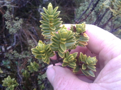 Pimelea gnidia