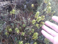 Pimelea gnidia
