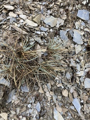 Festuca ovina