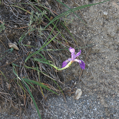 Iris hartwegii australis