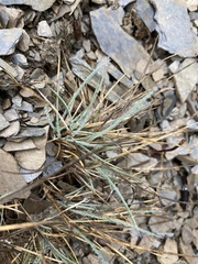 Festuca ovina
