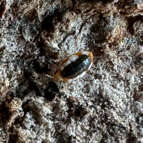 Coniopteryx