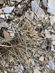 Festuca ovina
