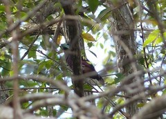 Eurylaimus javanicus