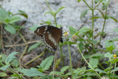 Hypolimnas bolina