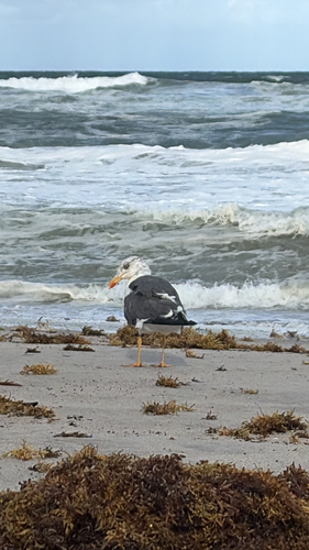 Lesser Black-backed Gull