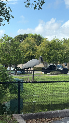 Wood Stork