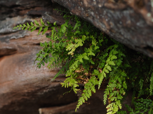 Asplenium obovatum, 2026-10-16