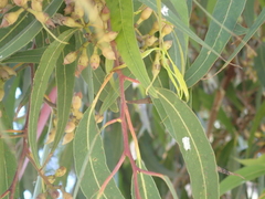 Eucalyptolyma maideni