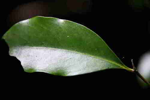 Diospyros australis observed 2026-10-19